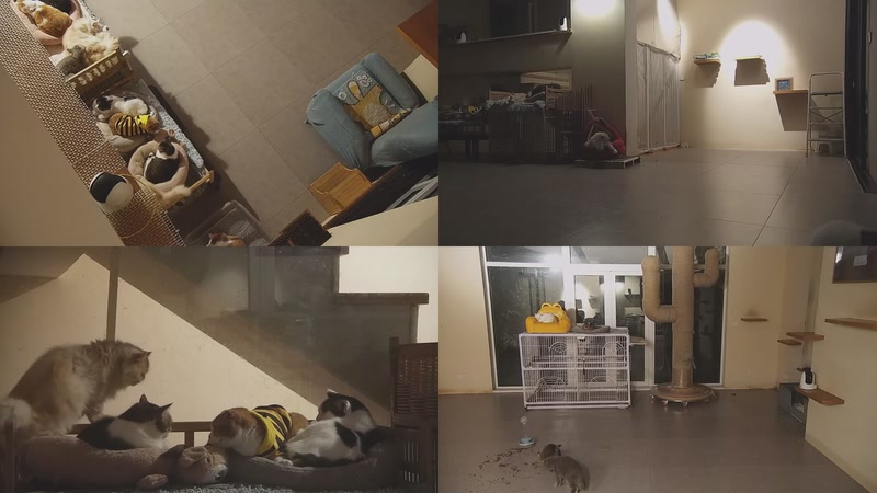 【2025-12-09 00点场】喵放送：喵放送☀️喵呜~