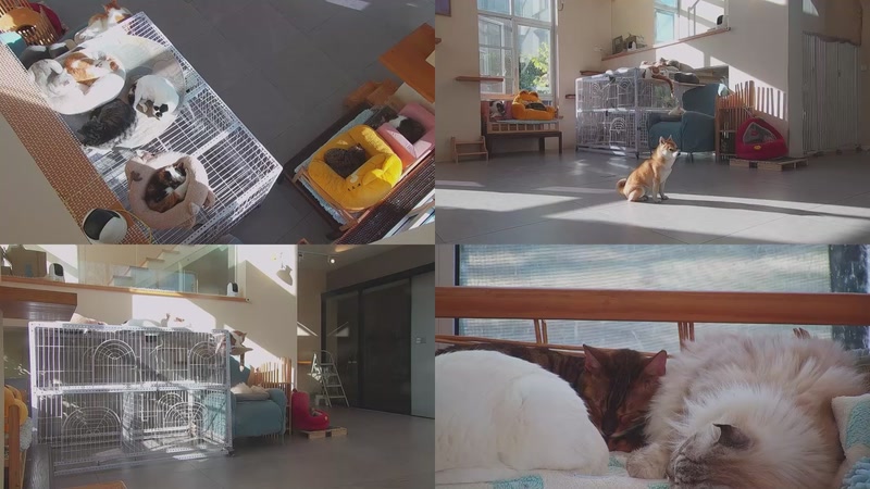 【2025-12-09 14点场】喵放送：喵放送☀️喵呜~