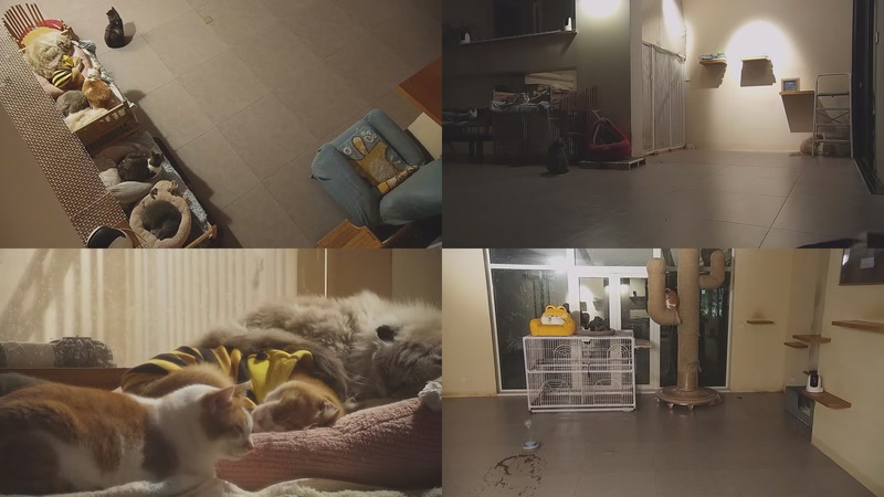 【2025-12-08 22点场】喵放送：喵放送☀️喵呜~