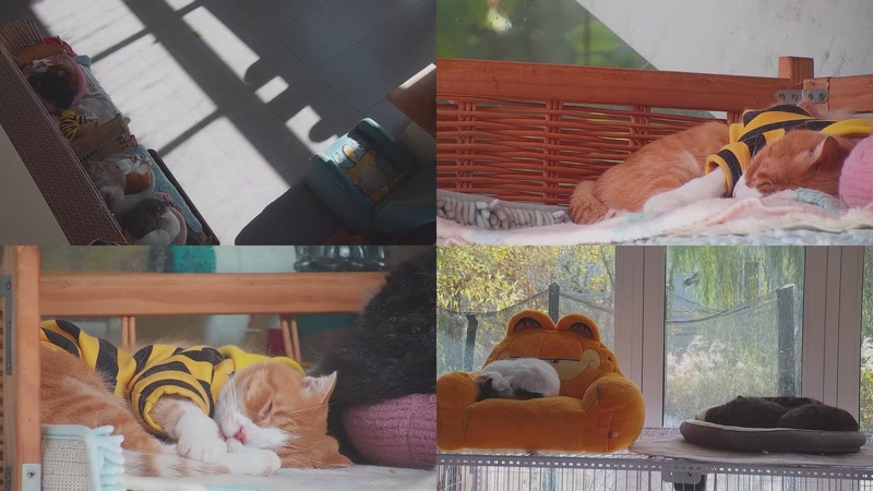 【2025-12-09 10点场】喵放送：喵放送☀️喵呜~