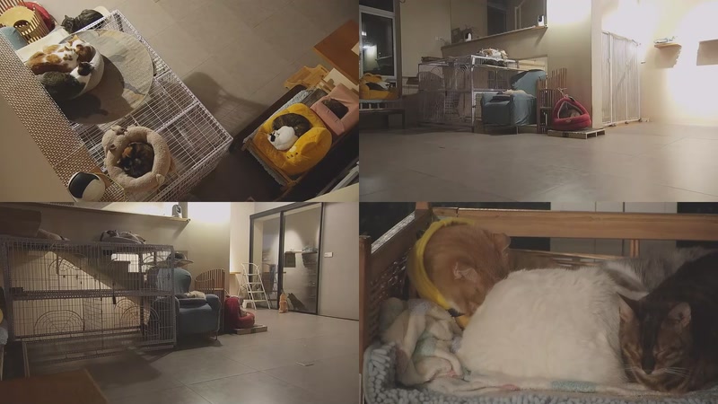 【2025-12-09 18点场】喵放送：喵放送☀️喵呜~