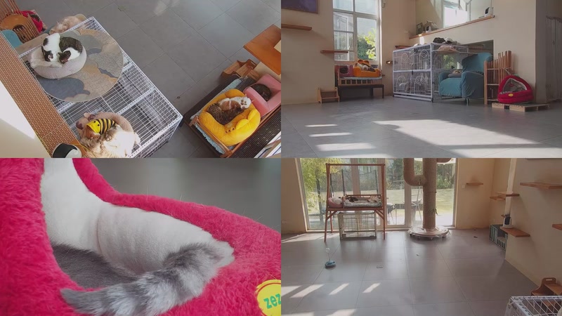 【2025-12-10 12点场】喵放送：喵放送☀️喵呜~