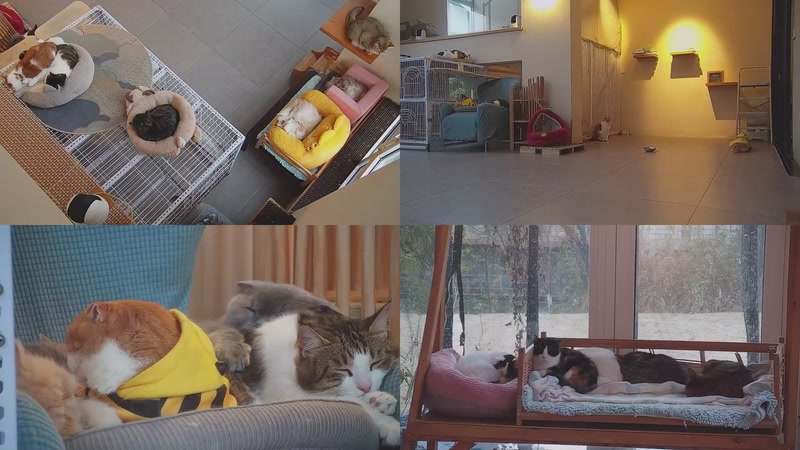 【2025-12-10 16点场】喵放送：喵放送☀️喵呜~