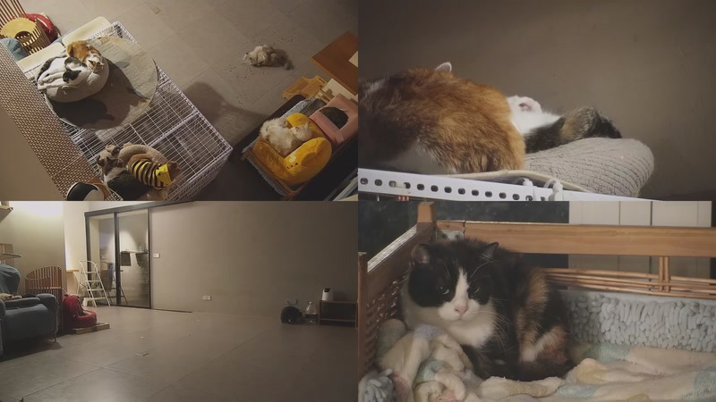 【2025-12-10 06点场】喵放送：喵放送☀️喵呜~