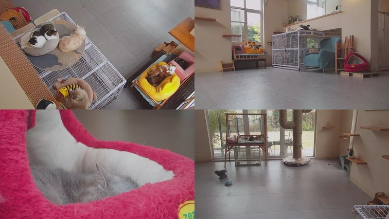 【2025-12-10 10点场】喵放送：喵放送☀️喵呜~