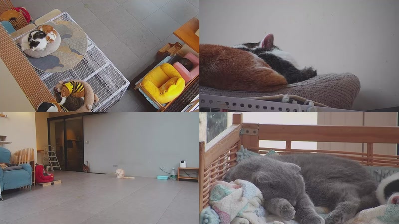 【2025-12-10 08点场】喵放送：喵放送☀️喵呜~