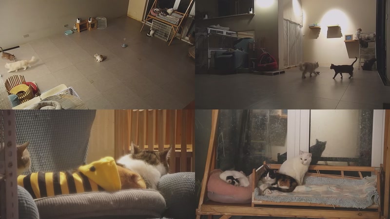 【2025-12-10 18点场】喵放送：喵放送☀️喵呜~