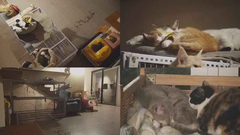 【2025-12-10 00点场】喵放送：喵放送☀️喵呜~