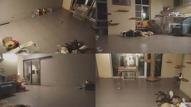 【2025-12-10 20点场】喵放送：喵放送☀️喵呜~