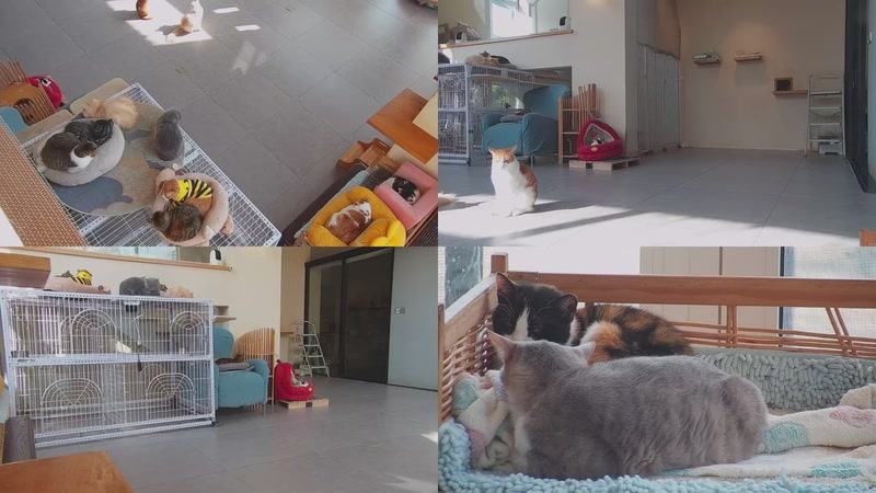 【2025-12-11 12点场】喵放送：喵放送☀️喵呜~