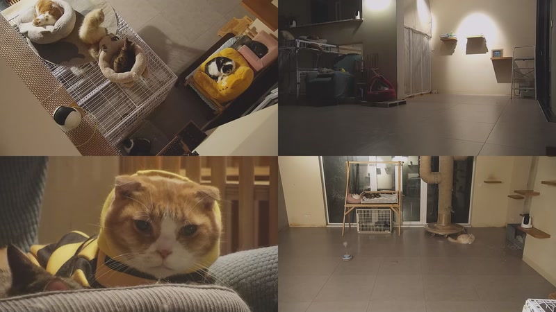 【2025-12-11 04点场】喵放送：喵放送☀️喵呜~