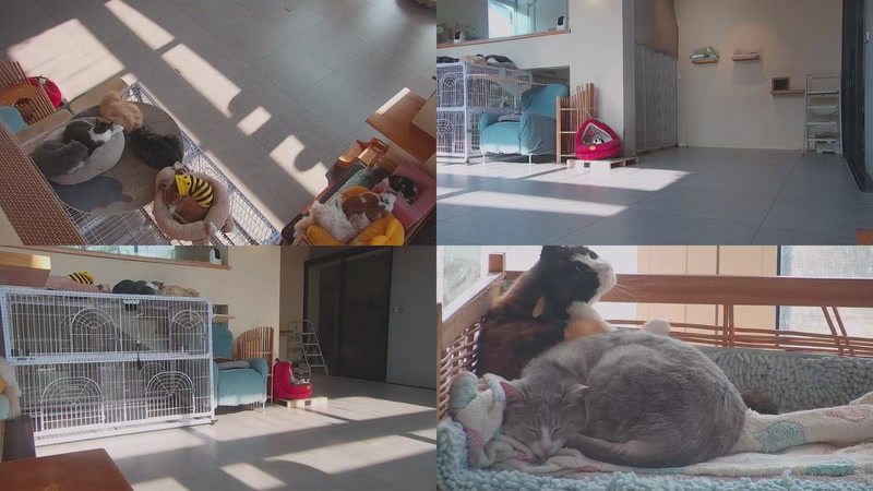 【2025-12-11 10点场】喵放送：喵放送☀️喵呜~