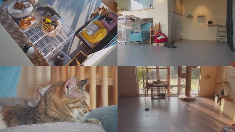 【2025-12-11 08点场】喵放送：喵放送☀️喵呜~