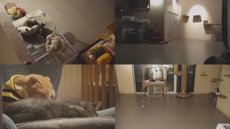 【2025-12-10 22点场】喵放送：喵放送☀️喵呜~