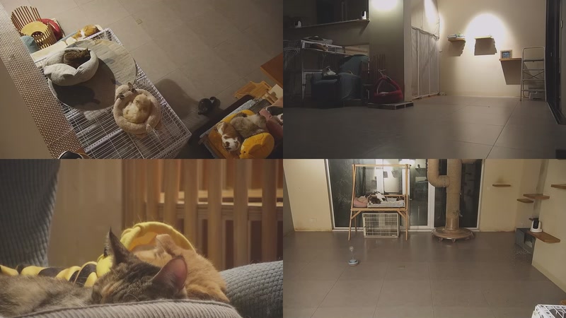 【2025-12-11 00点场】喵放送：喵放送☀️喵呜~