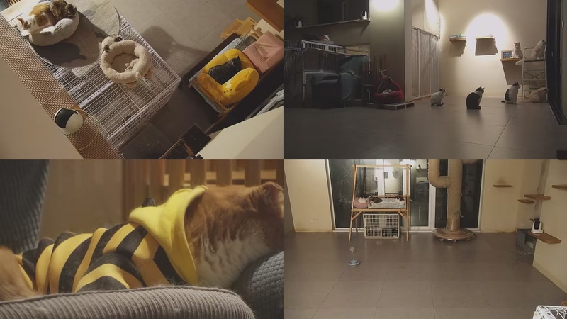 【2025-12-11 02点场】喵放送：喵放送☀️喵呜~