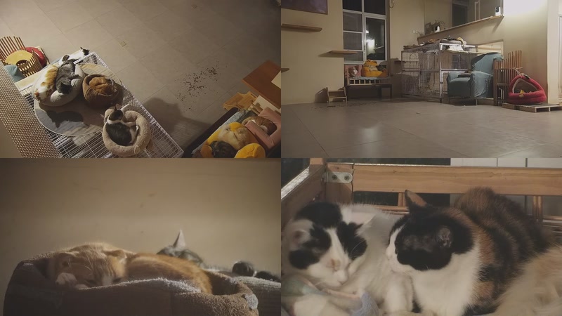 【2025-12-12 00点场】喵放送：喵放送☀️喵呜~