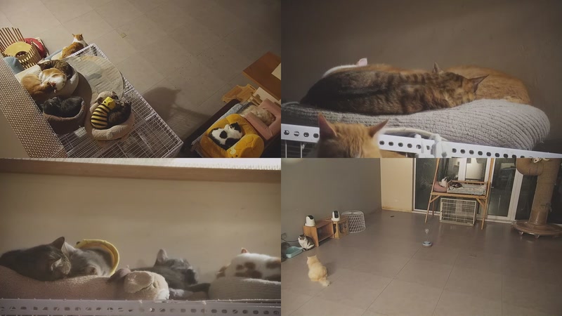 【2025-12-12 23点场】喵放送：喵放送☀️喵呜~