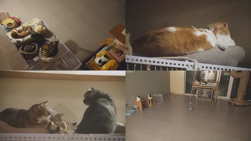 【2025-12-13 01点场】喵放送：喵放送☀️喵呜~