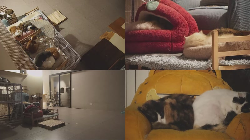 【2025-12-15 05点场】喵放送：喵放送☀️喵呜~