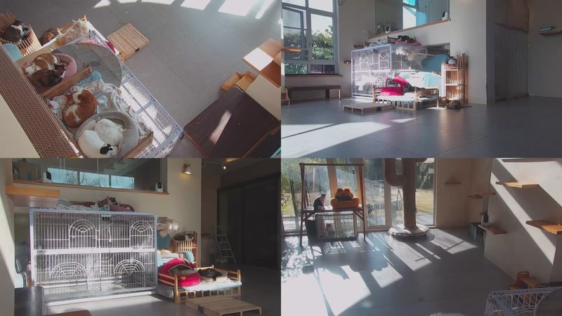 【2025-12-15 09点场】喵放送：喵放送☀️喵呜~