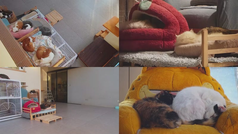 【2025-12-15 07点场】喵放送：喵放送☀️喵呜~