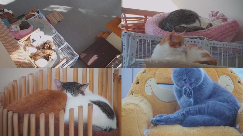 【2025-12-15 13点场】喵放送：喵放送☀️喵呜~