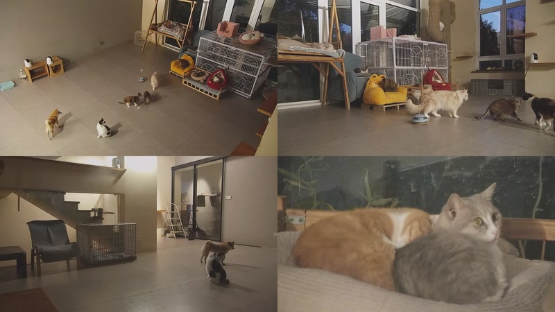 【2025-12-16 17点场】喵放送：喵放送☀️喵呜~