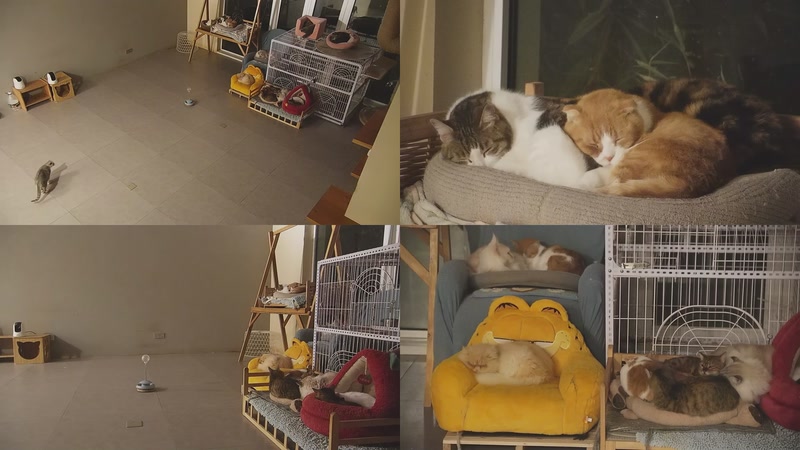 【2025-12-17 05点场】喵放送：喵放送☀️喵呜~