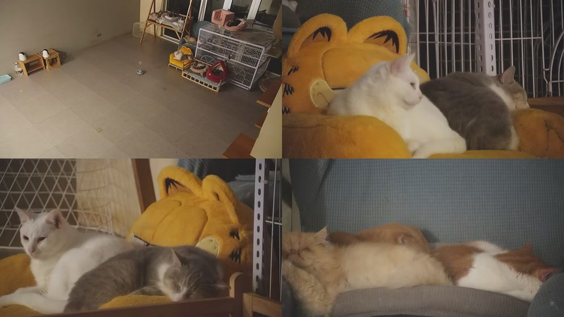 【2025-12-20 01点场】喵放送：喵放送☀️喵呜~