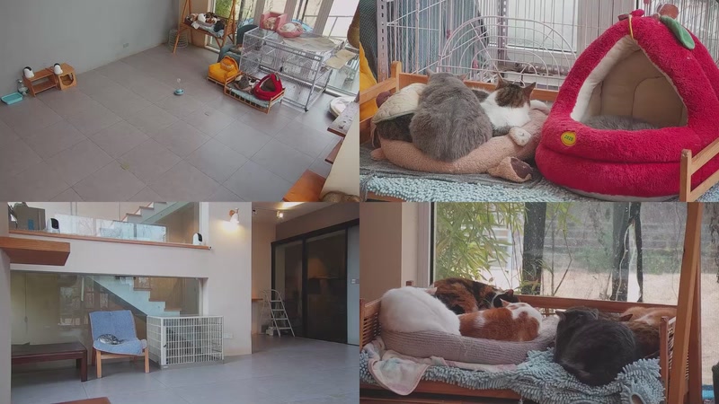 【2025-12-20 15点场】喵放送：喵放送☀️喵呜~