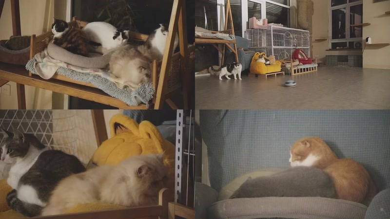 【2025-12-20 03点场】喵放送：喵放送☀️喵呜~