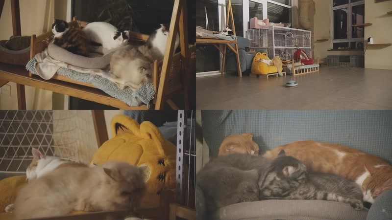 【2025-12-20 05点场】喵放送：喵放送☀️喵呜~