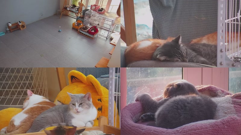 【2025-12-20 07点场】喵放送：喵放送☀️喵呜~