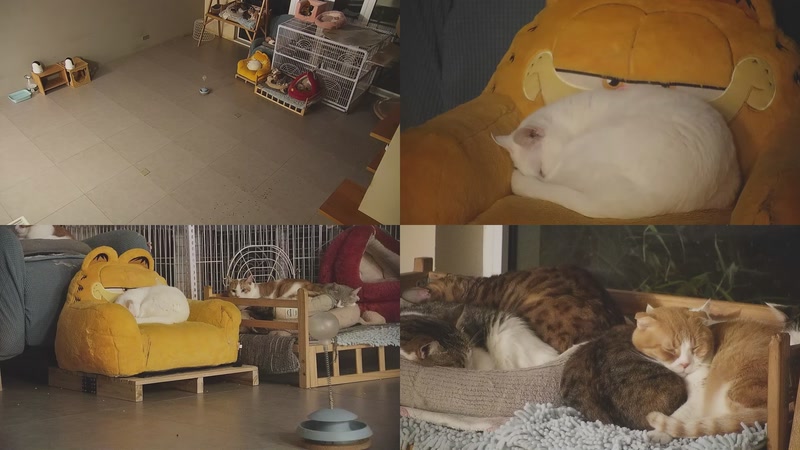 【2025-12-21 03点场】喵放送：喵放送☀️喵呜~