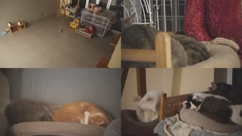 【2025-12-21 17点场】喵放送：喵放送☀️喵呜~