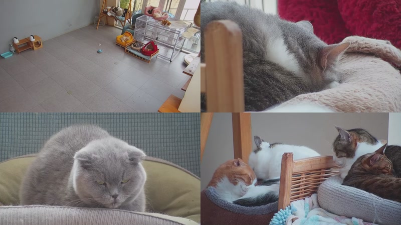 【2025-12-21 09点场】喵放送：喵放送☀️喵呜~