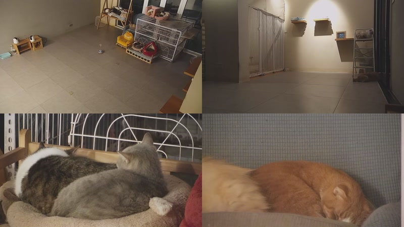 【2025-12-22 17点场】喵放送：喵放送☀️喵呜~