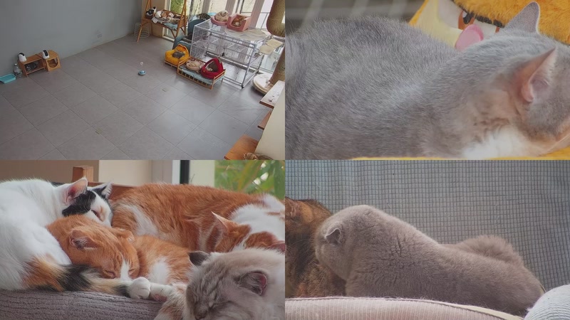 【2025-12-23 13点场】喵放送：喵放送☀️喵呜~