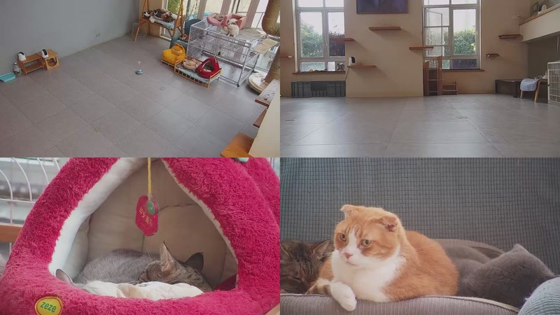 【2025-12-23 15点场】喵放送：喵放送☀️喵呜~