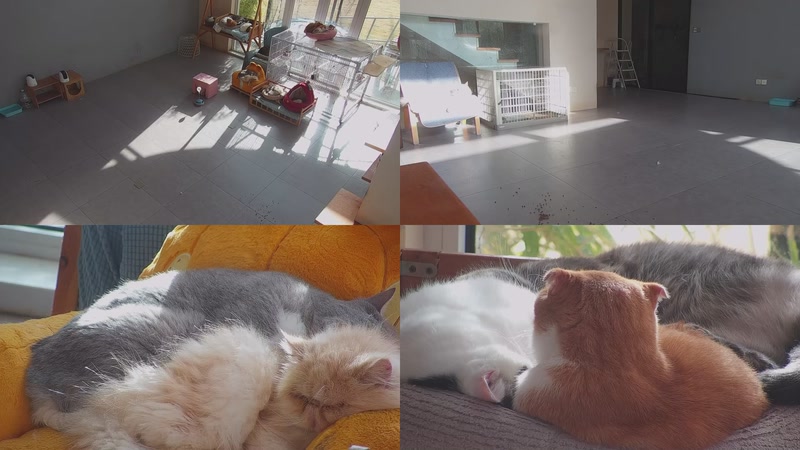 【2025-12-23 09点场】喵放送：喵放送☀️喵呜~