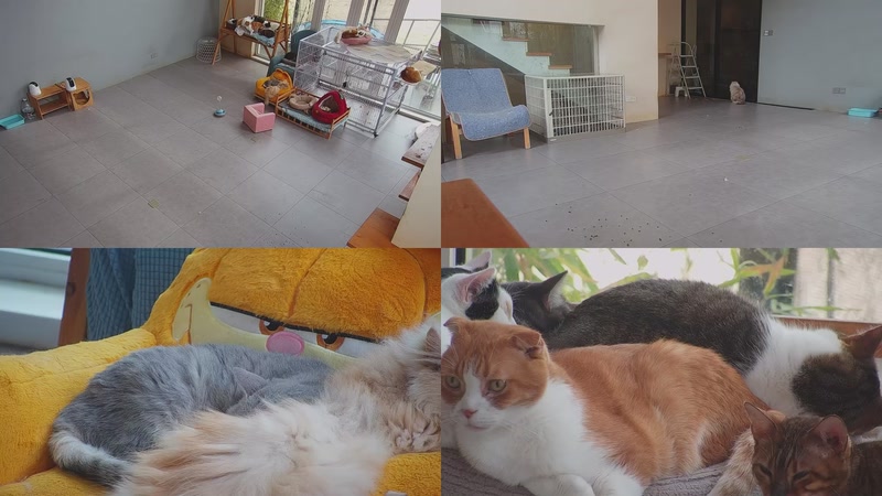 【2025-12-23 11点场】喵放送：喵放送☀️喵呜~