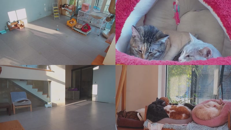 【2025-12-25 15点场】喵放送：喵放送☀️喵呜~