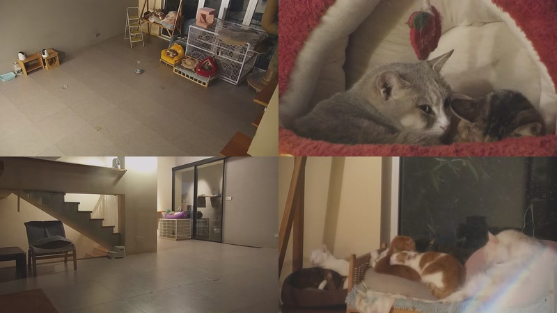 【2025-12-25 17点场】喵放送：喵放送☀️喵呜~