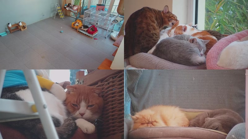 【2025-12-27 16点场】喵放送：喵放送☀️喵呜~