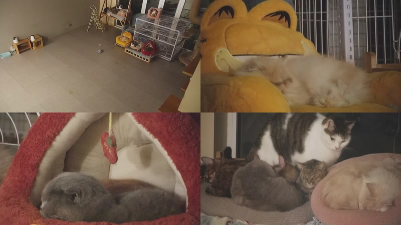 【2025-12-28 04点场】喵放送：喵放送☀️喵呜~