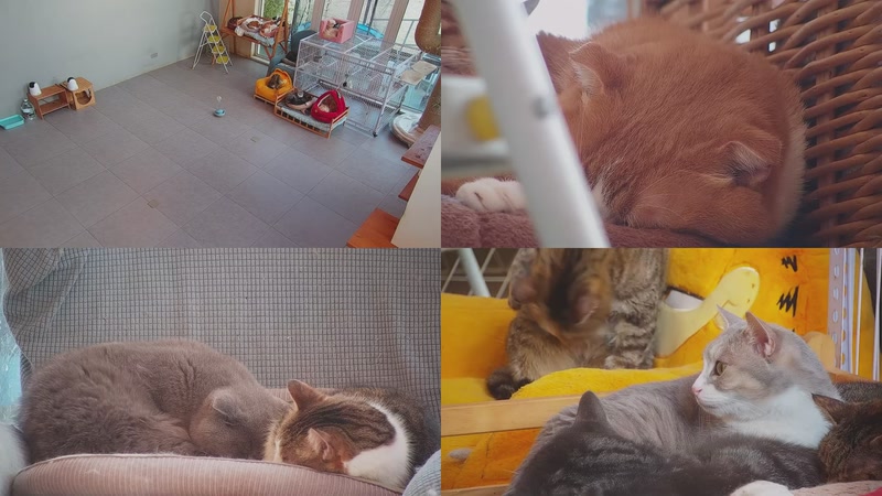 【2025-12-28 16点场】喵放送：喵放送☀️喵呜~