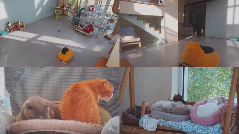 【2025-12-29 14点场】喵放送：喵放送☀️喵呜~