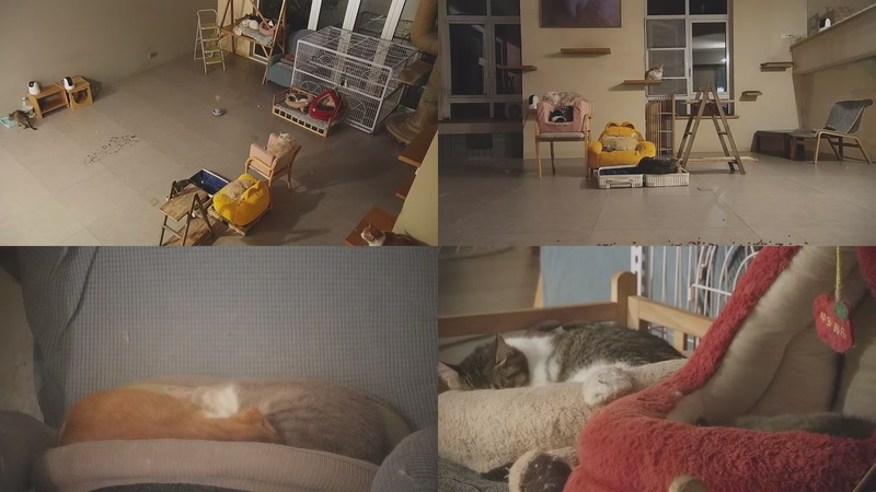 【2025-12-29 22点场】喵放送：喵放送☀️喵呜~