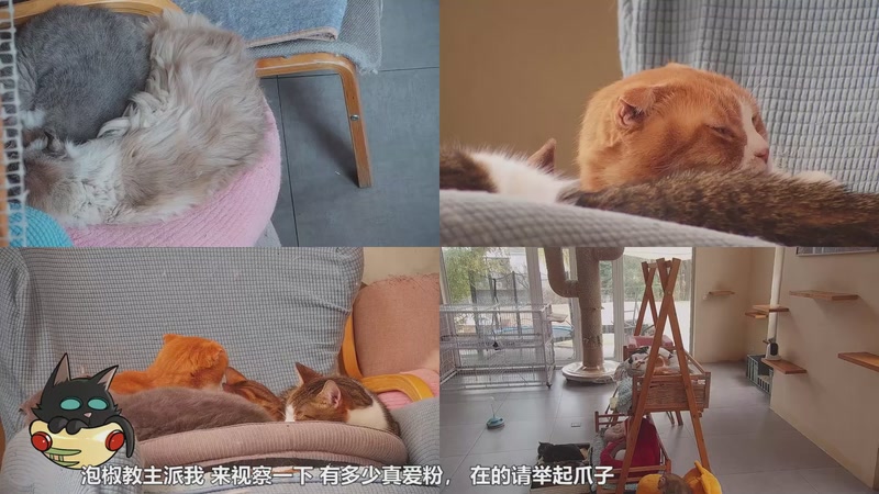 【2025-12-31 15点场】喵放送：喵放送☀️喵呜~